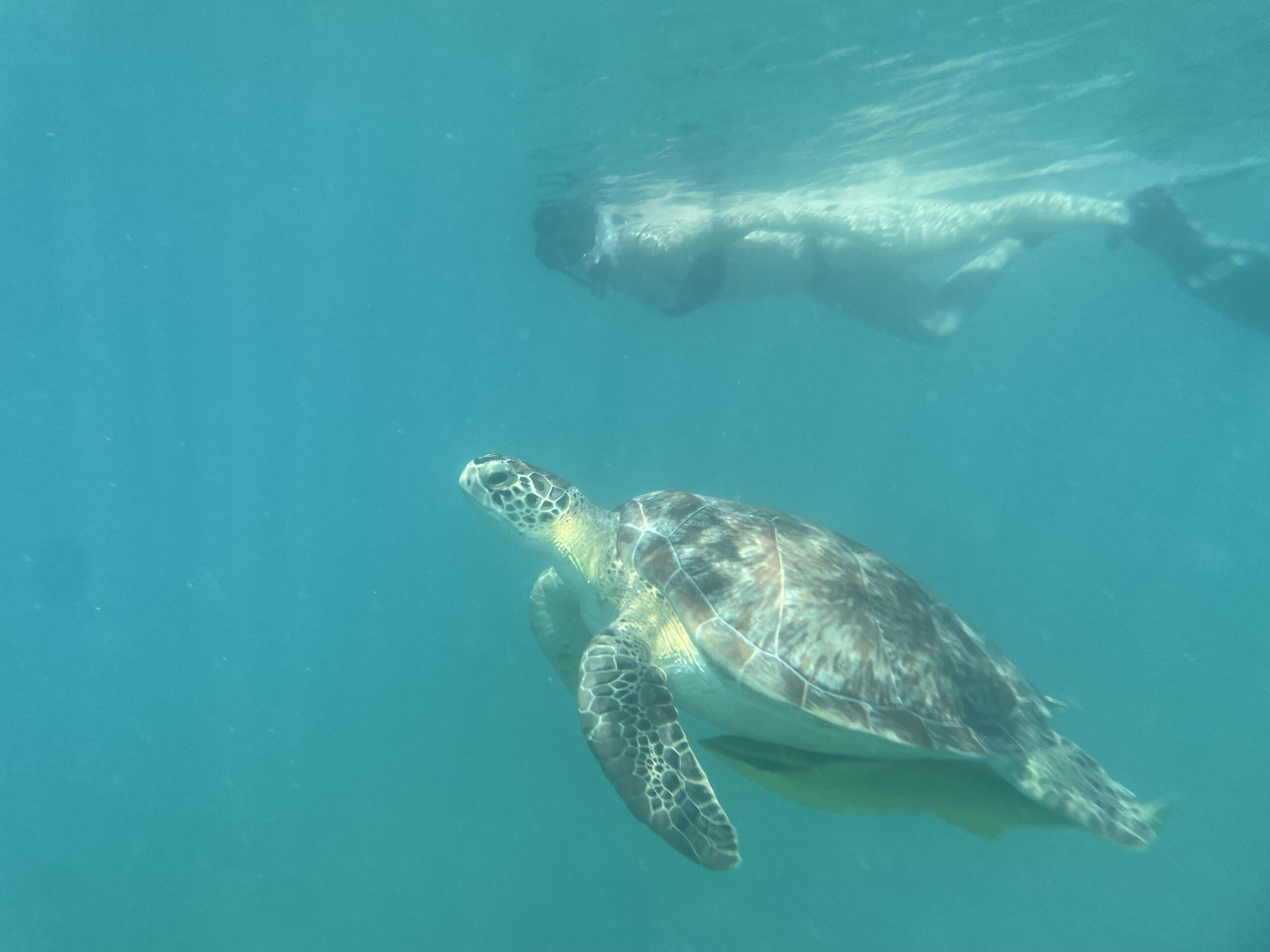 Turtles of francis bay